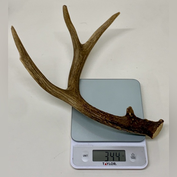 Vintage Upper Peninsula Michigan Deer Antler 12.1oz/344g - Picture 15 of 16